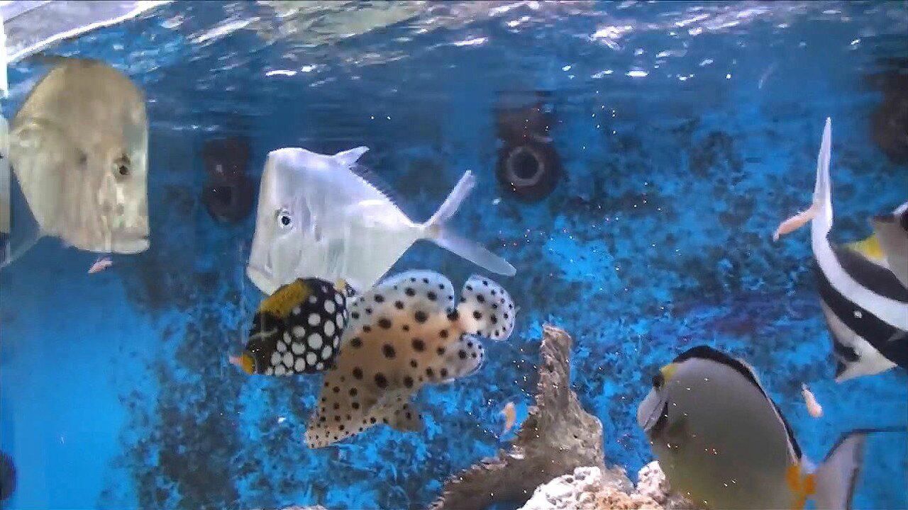 海水鱼的进食时间,每一条都是精品鱼!_腾讯视频