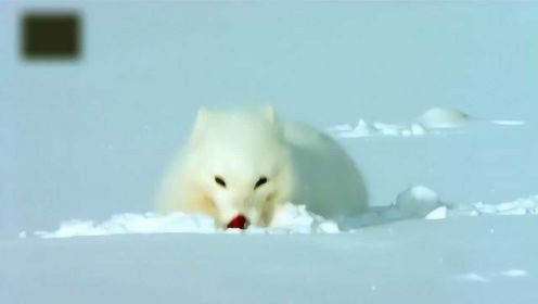 在北极的雪地求生需要绝技，北极狐和旅鼠都是个中高手！