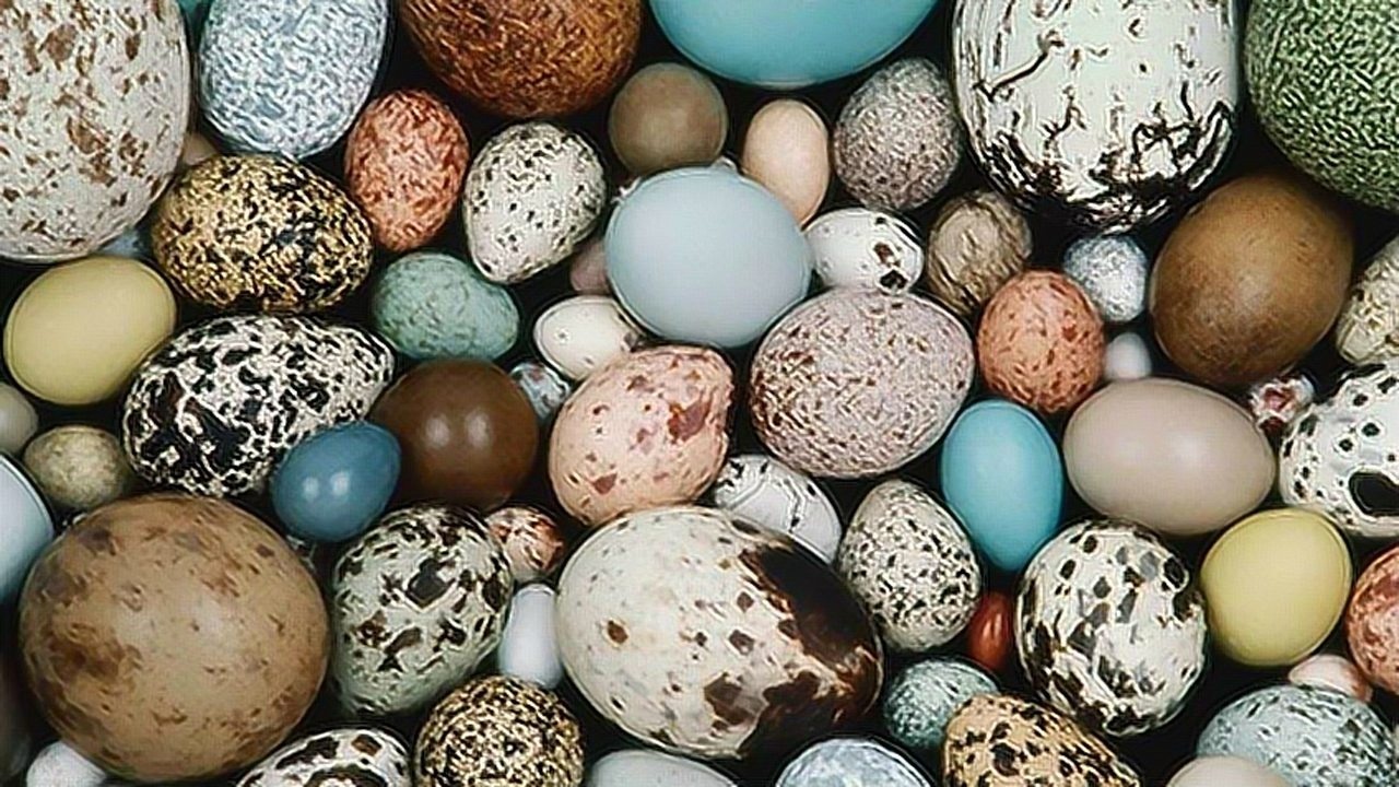 鸟蛋上为什么会有不同的颜色和花纹呢?里面藏着大学问!