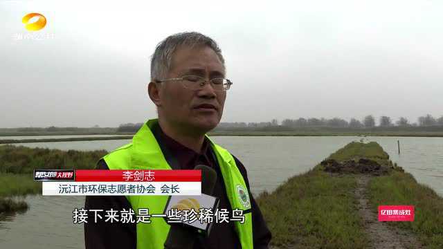 初冬时节壮美南洞庭:野生鸬鹚空中盘旋