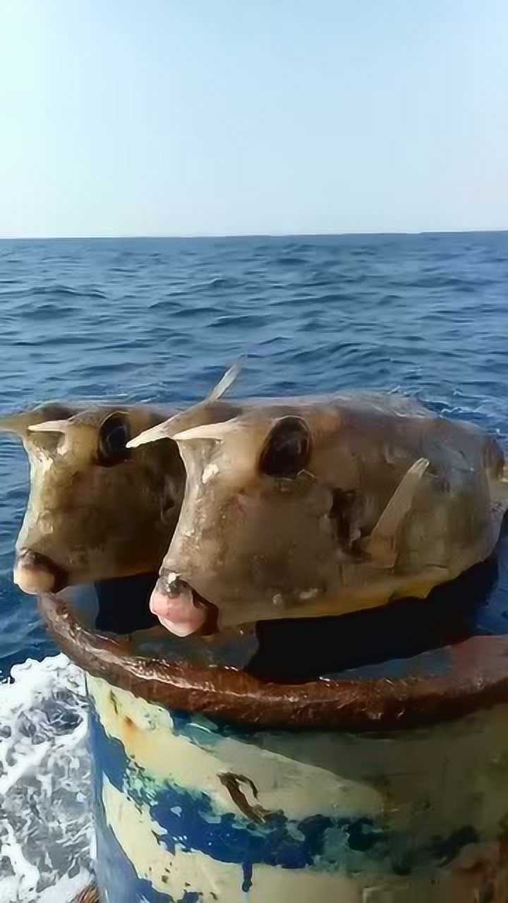 这个鱼我认识!叫"六眼飞鱼",梁静茹的歌里面就有唱过