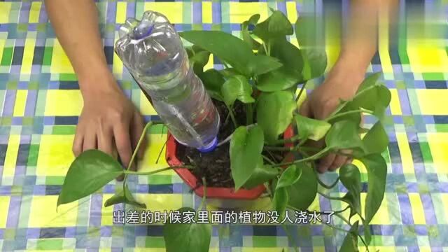 懒得浇花怎么办?浇花神器在手,自动浇花不是梦