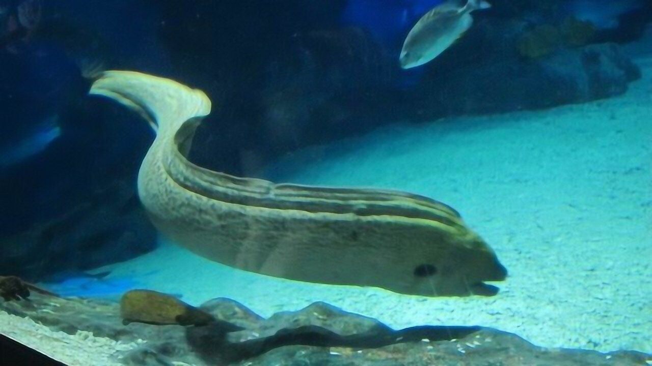 这种凶猛的巨型海鳗因为人类的过度捕捞已呈现小型化