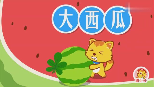 猫小帅儿歌460:大西瓜