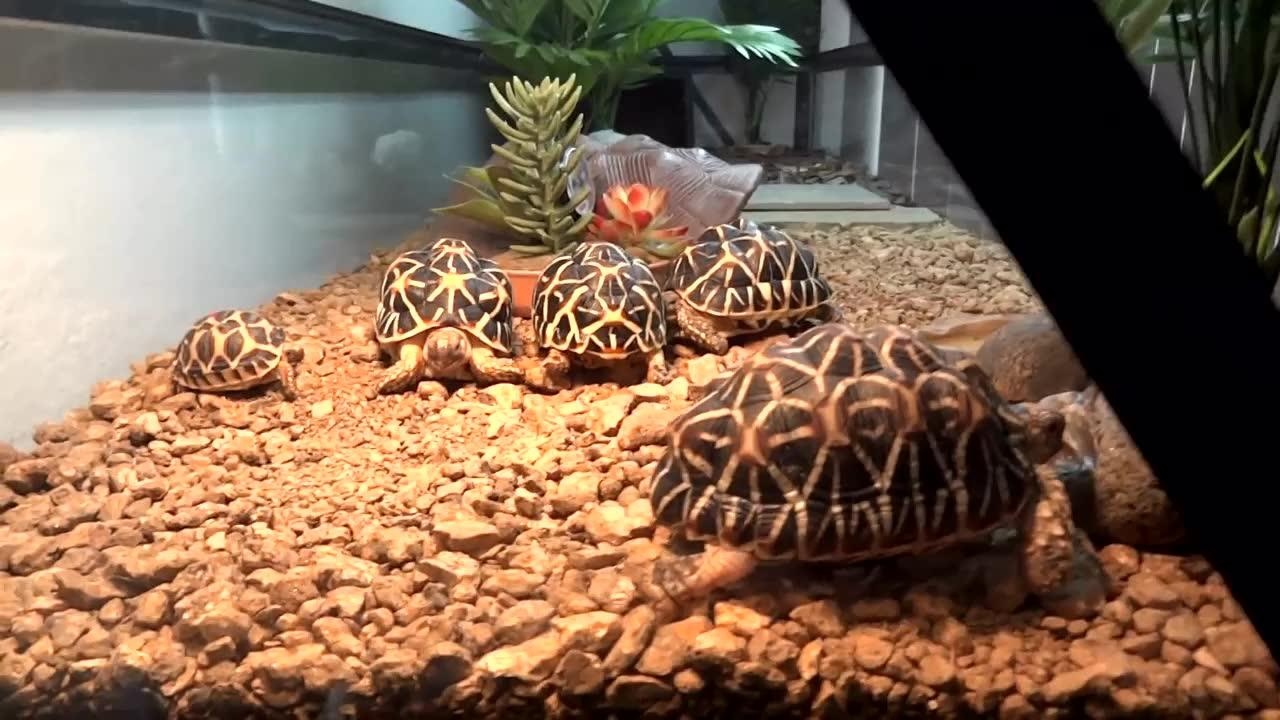 斯里兰卡星龟太美了太美了太美了 环境也漂亮