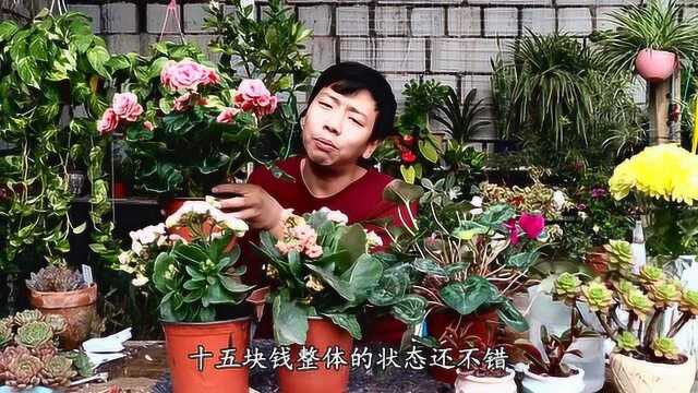 小花匠去买花,不买好看的,专门挑快死的,原来还能赚“大钱”