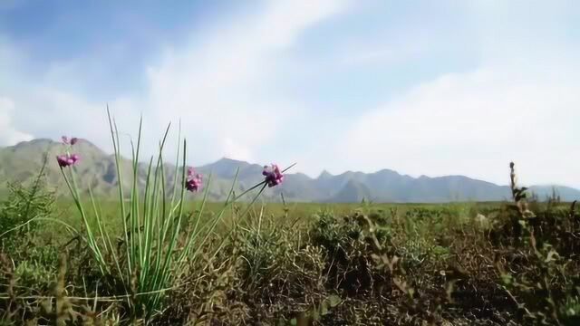 贺兰山:贺兰山不仅隔绝了东沙,更是宁夏平原的生态之肺