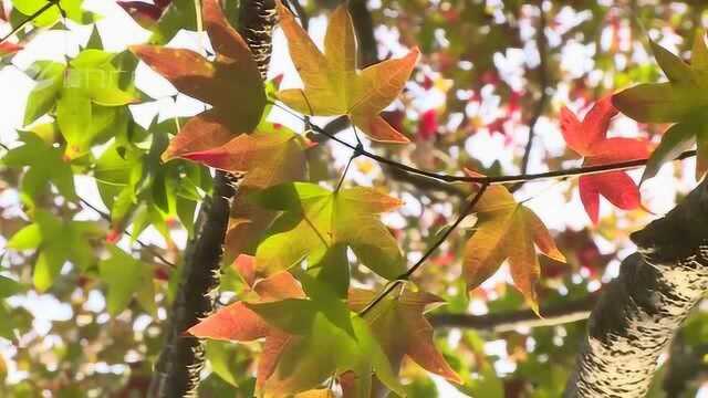 厦门野生五裂槭进入观赏佳季