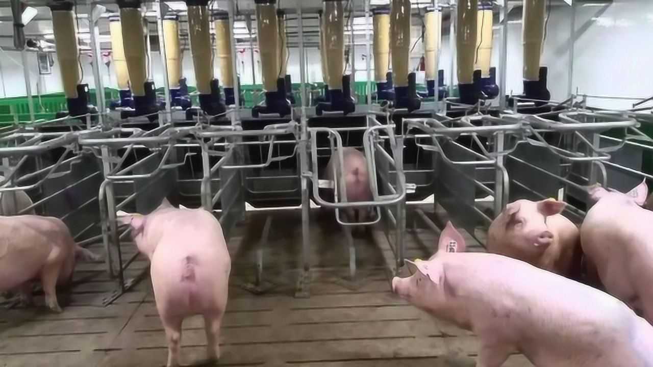 国外养猪场智能化喂猪太先进，人管理4000头猪无压力，颠覆想象!_高清