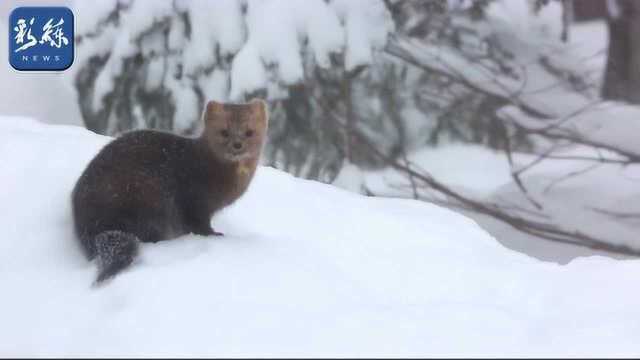 雪后现雾凇 延边仙峰雪岭如仙境