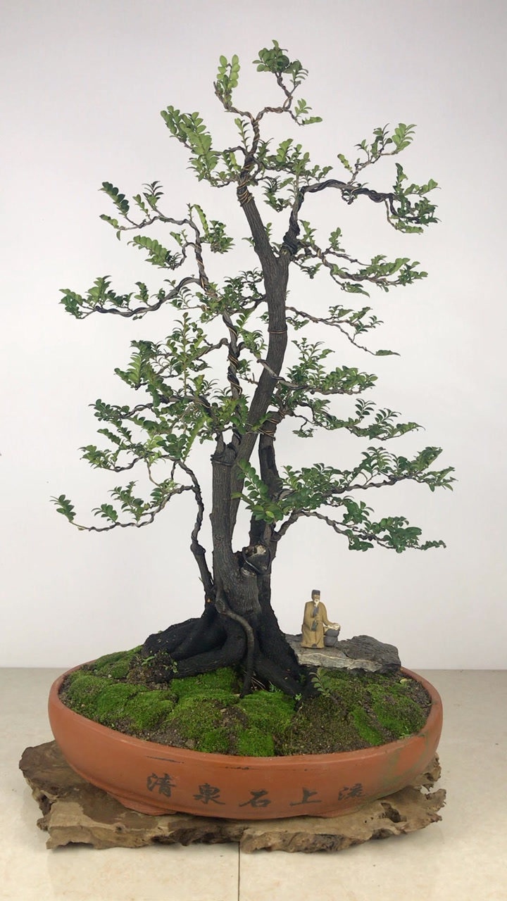 黑骨茶—一本多杆,大树型