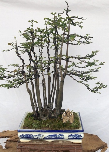 黑骨茶—一本多杆,大树型风格