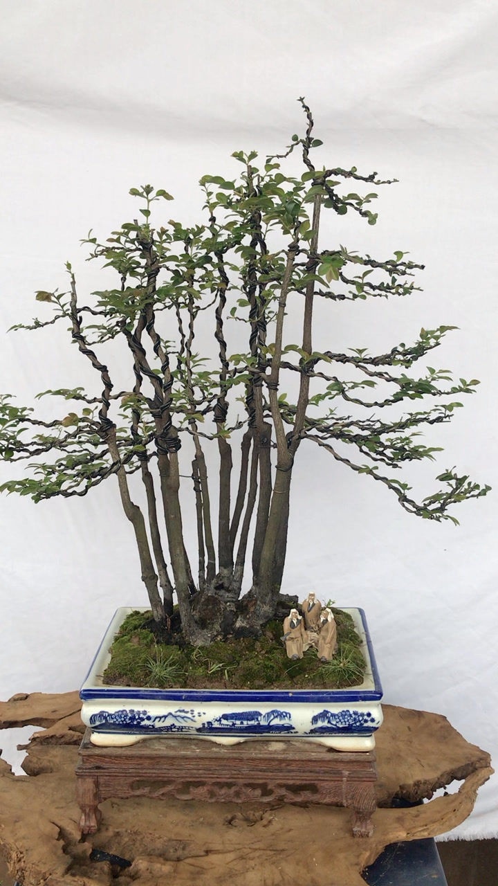 黑骨茶—一本多杆,大树型风格