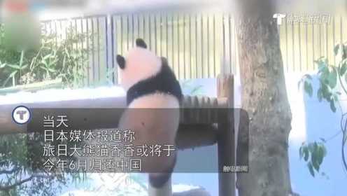 日本民众不舍大熊猫香香归还中国 东京都政府：希望能延期