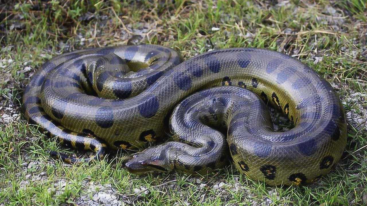 蟒蛇吞大象!看完这个视频你就知道蟒蛇的嘴到底有多大