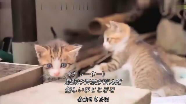 日本的猫岛,这是一个全是猫咪的岛屿,日常撸猫《1》