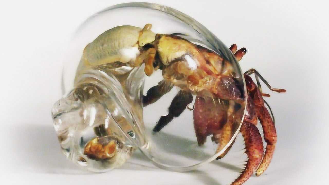 寄居蟹没找到壳怎么办随便找个瓶子就能安家太不可思议了