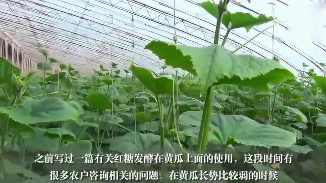 农民自制生物菌,蔬菜高品质高产量,太实用了