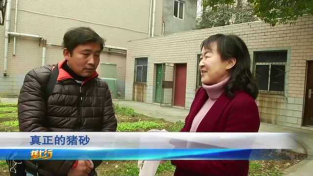 杀年猪,杀出稀罕“猪宝”!8万一克计算,125克能卖1000万?