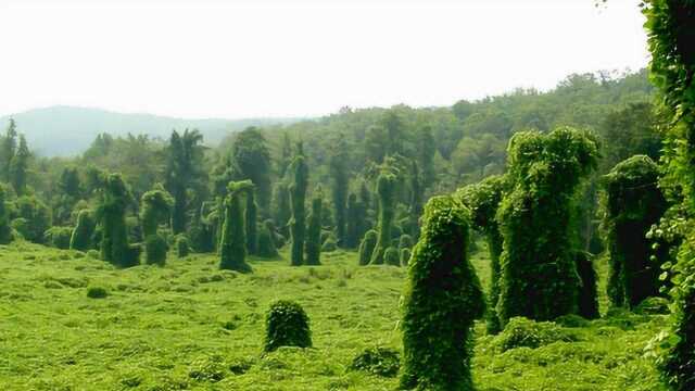 这种植物火烧不死,美国人视为“生态污染”,在中国的营养却堪比人参