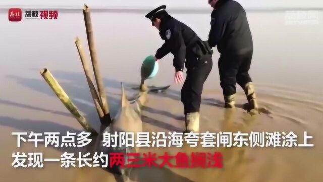 搁浅盐城射阳滩涂 这条海豚宝宝被紧急救助!