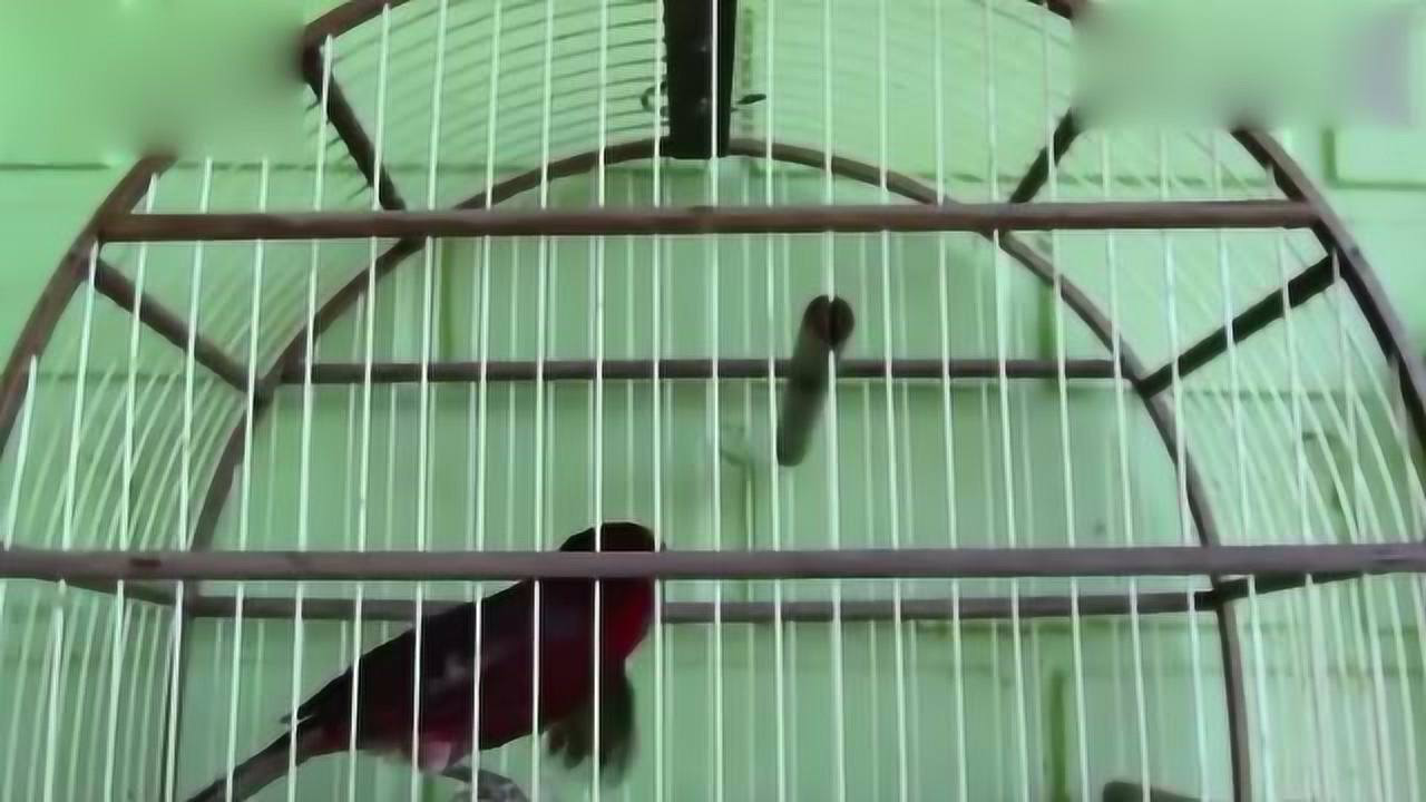 紫桂皮芙蓉鸟的叫声,好听!好鸟!