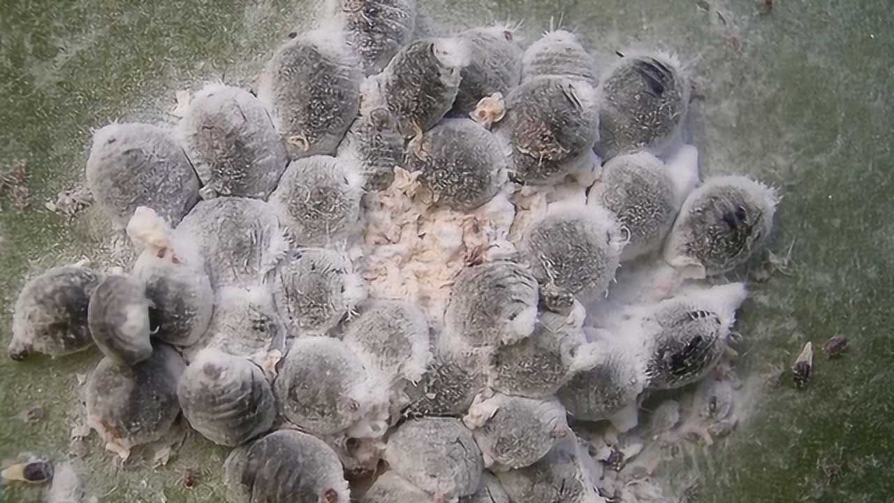 胭脂虫:名贵口红原材料,仙人掌上 的寄生虫,尸体直接碾碎染毛线