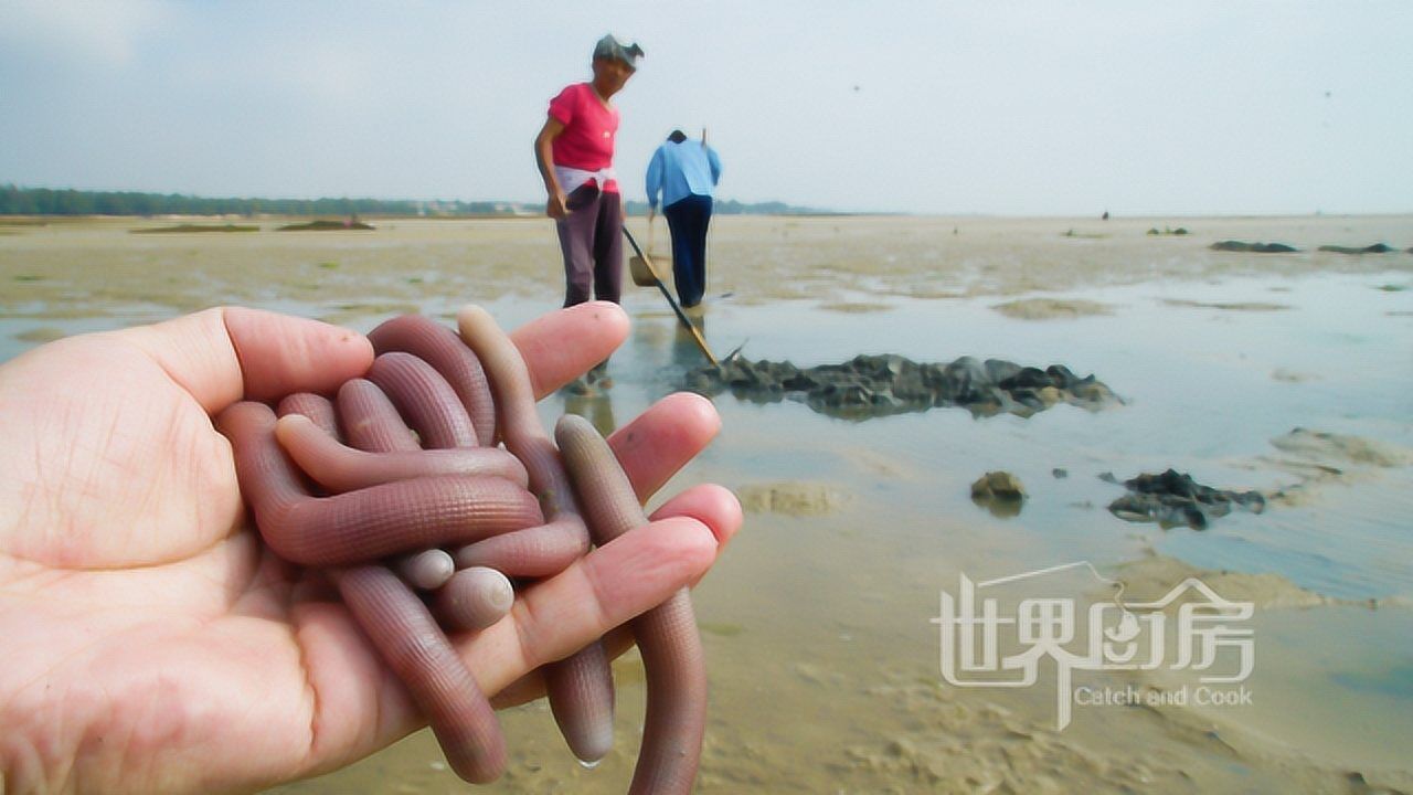 广西北海挖沙虫,厉害的人一天挖好几斤,干沙虫竟然要一千多一斤