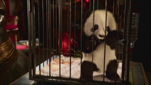 大熊猫不愧为中国国宝，遭遇危险的时候，动物界纷纷伸出援手