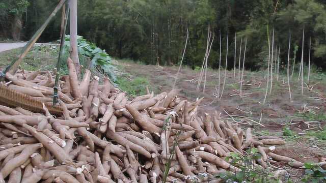 农村木薯能促进儿童大脑发育,不当食用容易中毒,教你如何去毒!