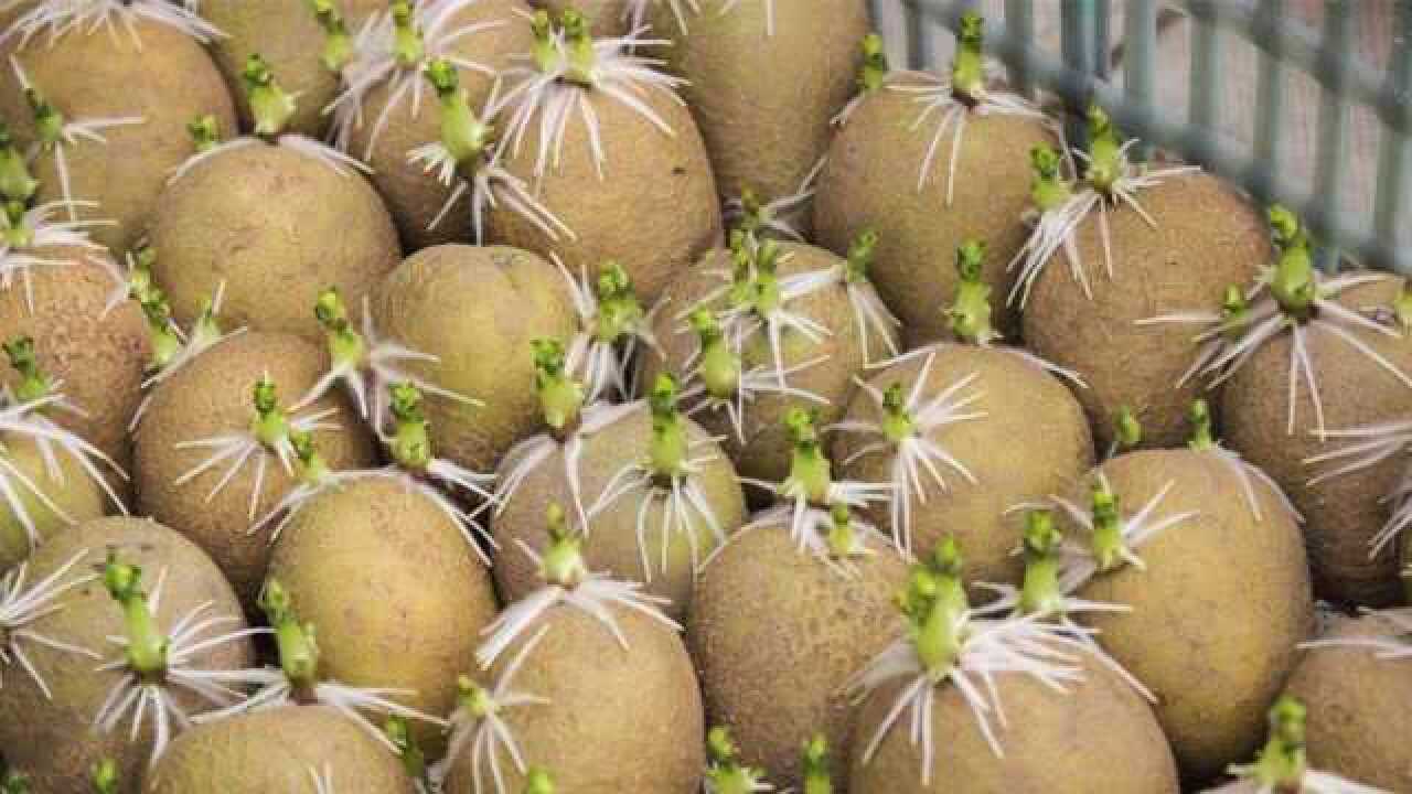 发芽土豆真的不能吃吗?后悔才知道,告诉家人,越快越好_腾讯视频