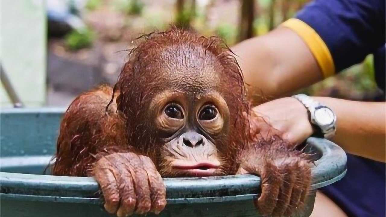 刚出生的小猩猩,首先见到的是人类,四处张望:谁是我妈妈?