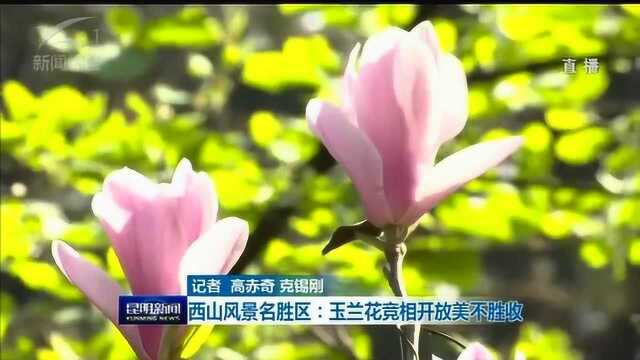 世界春城花都 西山风景名胜区:玉兰花竞相开放美不胜收