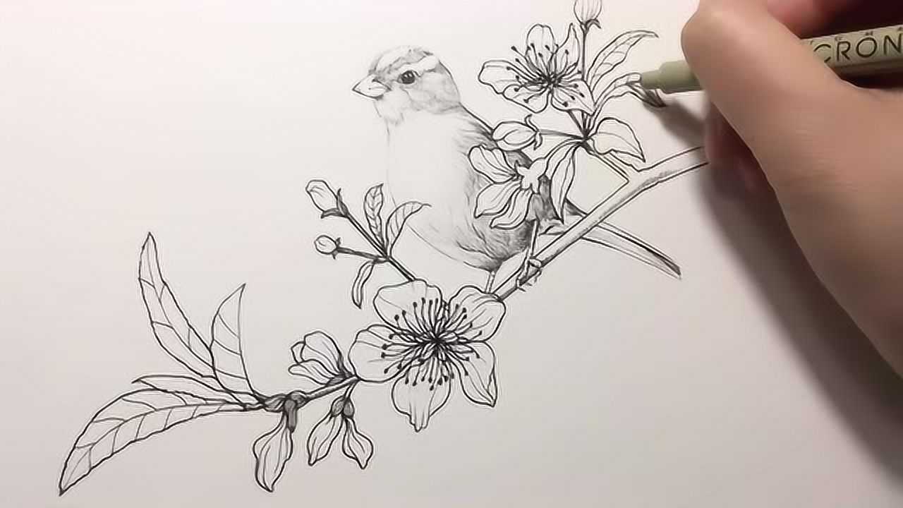简笔画教程春天的气息花鸟手绘线描篇