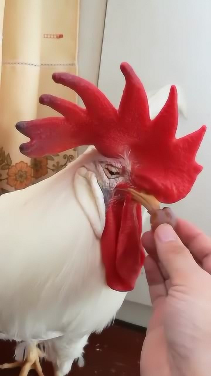 这只大公鸡的鸡冠子非常鲜艳羽毛是洁白色的好漂亮啊