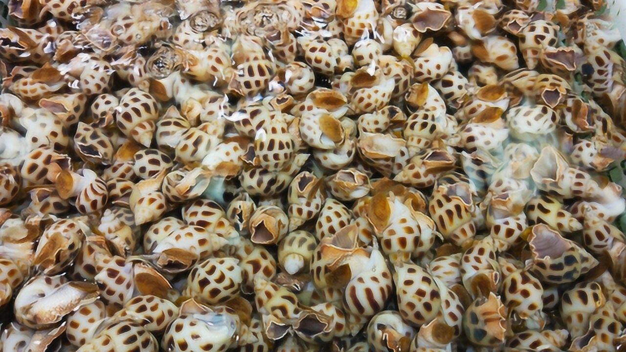 驻足欣赏美丽鲜活的花螺