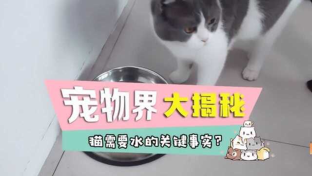 猫咪吃湿粮,还需要额外补水吗?猫咪的饮水常识铲屎官应该知道!