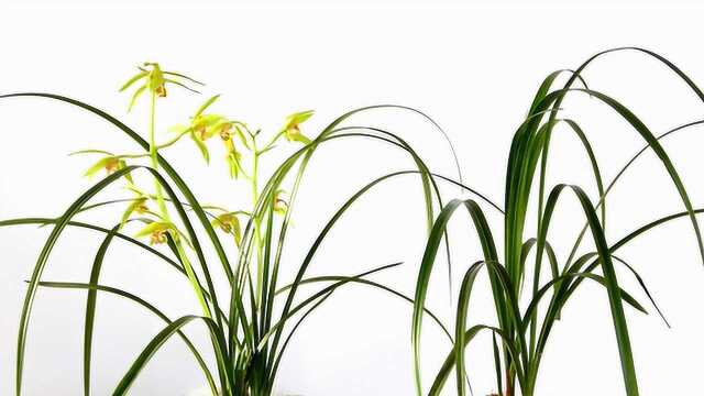 4月给兰花施肥,注意避开几点,花芽窜得快