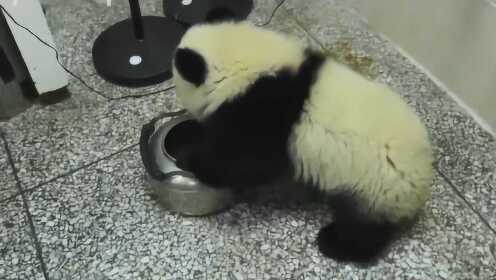 小熊猫三次“越狱”逃离转椅，把头放进电水壶，第三次下去后悲剧了！
