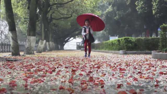 雨后香樟落叶铺满地,市民游客感叹太美,环卫:三倍工作量