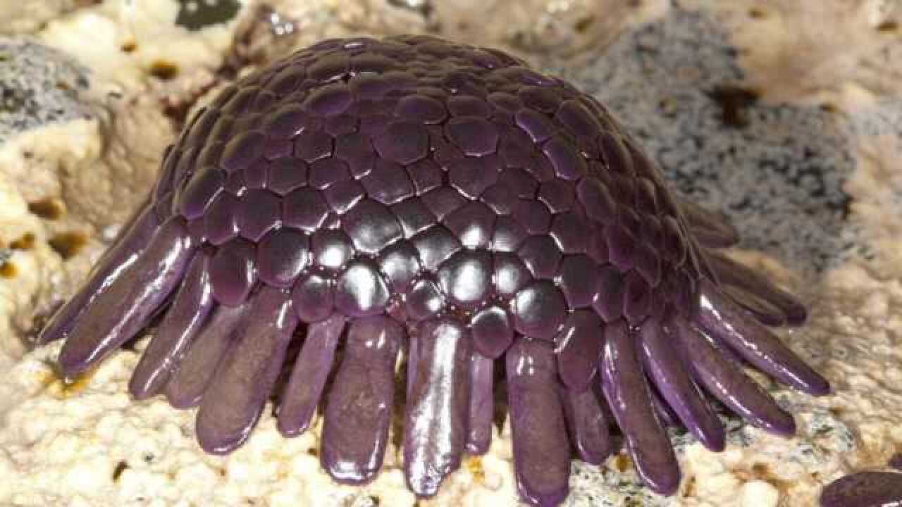 棘皮动物迈着六亲不认的演变步伐前进,还被看做最高等无脊椎动物_腾讯