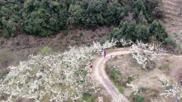 大理巍山马鞍山航拍视频作品 梨花节梨花朵朵开004