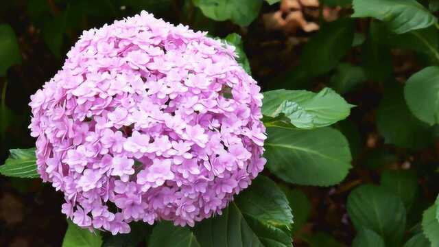 园林观赏花绣球花欣赏,浪漫永恒的象征