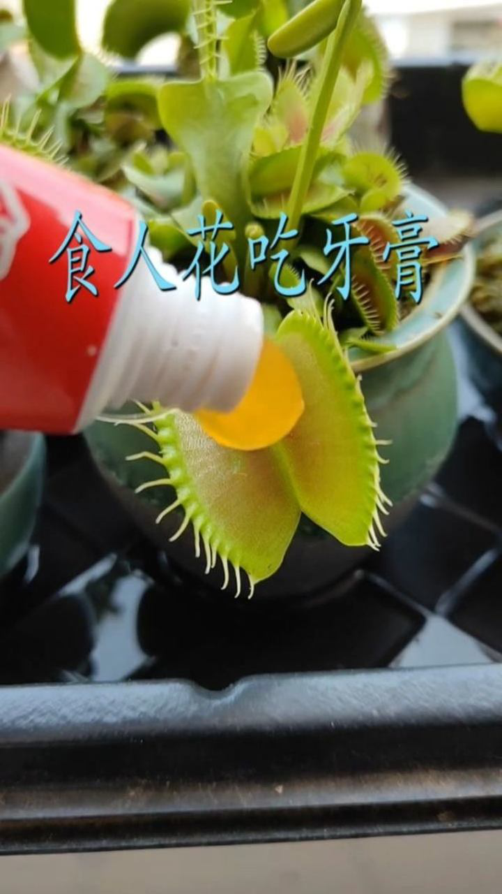 实际上是没有真正意义上的食人花的,所谓食人花是热带雨林里的大王花