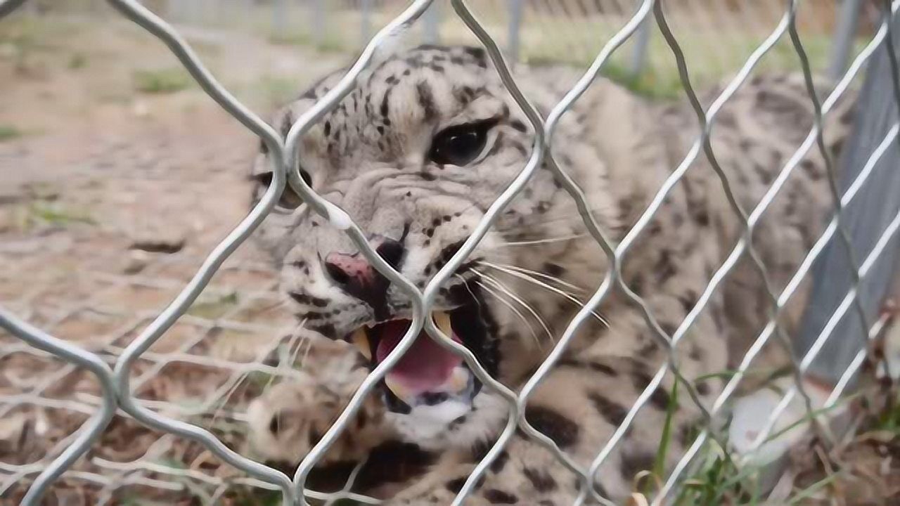 就今天,拜城县放生一只野生雪豹!