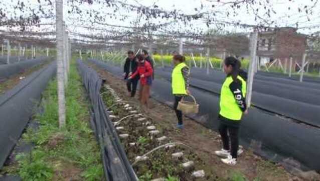 农民土里“淘金”,干品每斤卖1000多元,效益秒杀其它农产品!好种吗