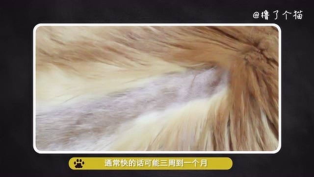 宠医教你如何直面猫藓