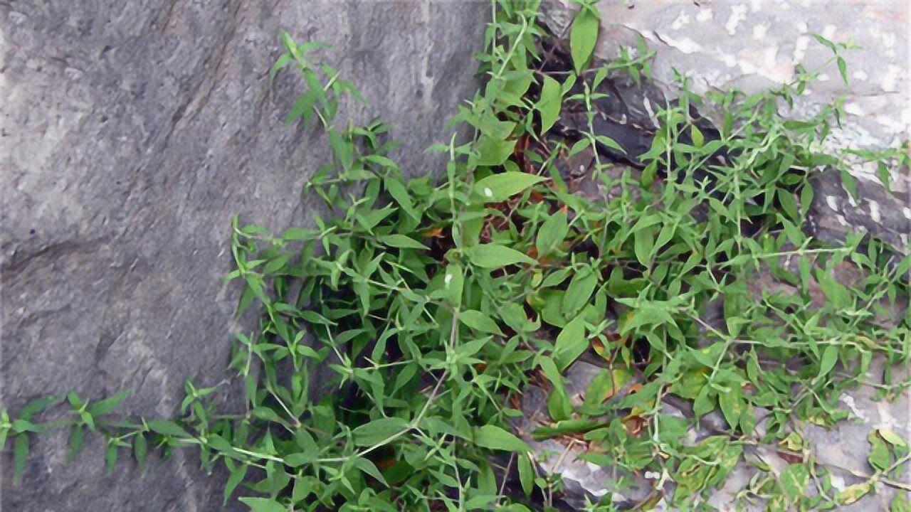 农村抽筋草专治腿抽筋老中医讲述效果真后悔现在才知道