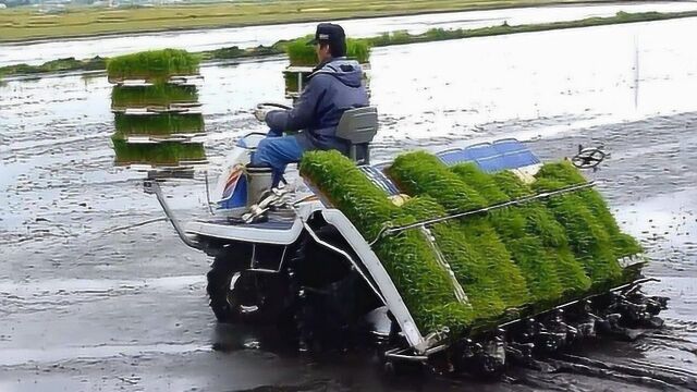 科普一下!日本是怎么种植水稻的?