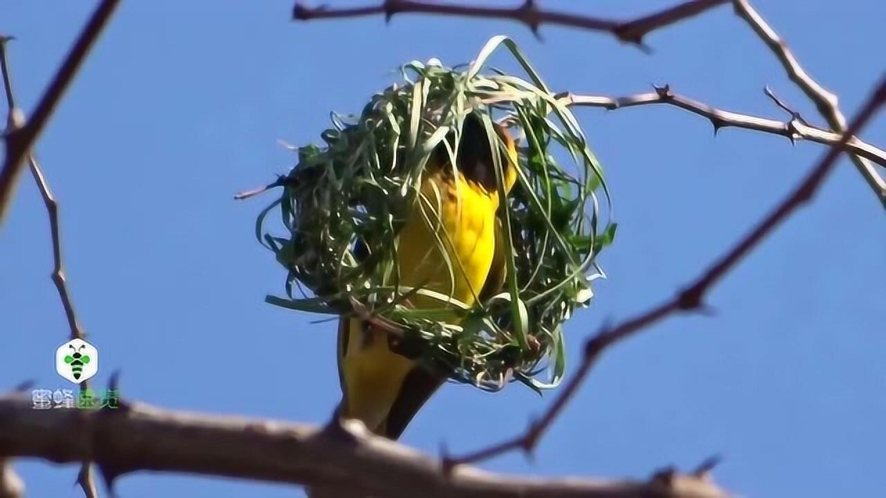 看完翠鸟在树枝上筑巢的过程这技术简直比编织女工还要专业啊